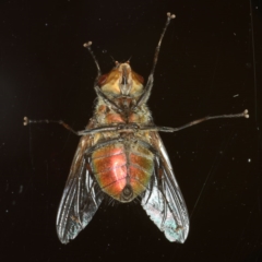 Tritaxys sp. (genus) at Ainslie, ACT - 25 Nov 2019