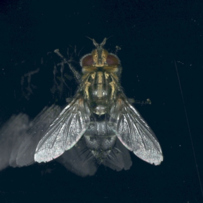 Tachinidae (family) (Unidentified Bristle fly) at Ainslie, ACT - 25 Nov 2019 by jbromilow50