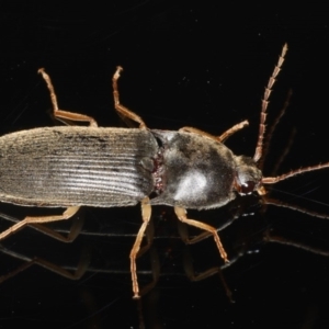 Monocrepidus sp. (genus) at Ainslie, ACT - 25 Nov 2019