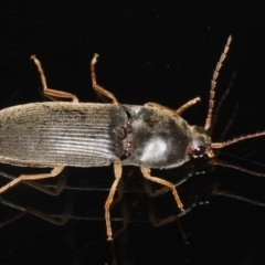 Conoderus sp. (genus) (Click beetle) at Ainslie, ACT - 25 Nov 2019 by jbromilow50