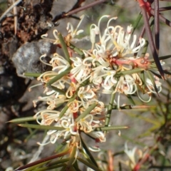 Hakea decurrens subsp. decurrens (Bushy Needlewood) at Black Mountain - 29 Jun 2020 by RWPurdie