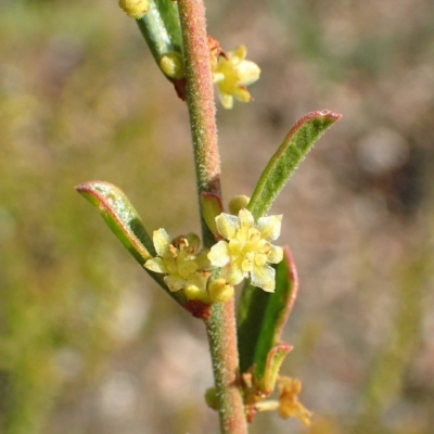 Phyllanthus occidentalis (Thyme Spurge) at Black Mountain - 29 Jun 2020 by RWPurdie