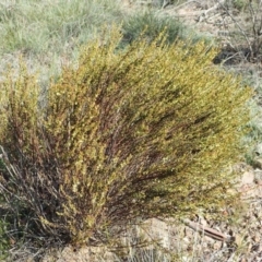 Phyllanthus occidentalis at O'Connor, ACT - 30 Jun 2020