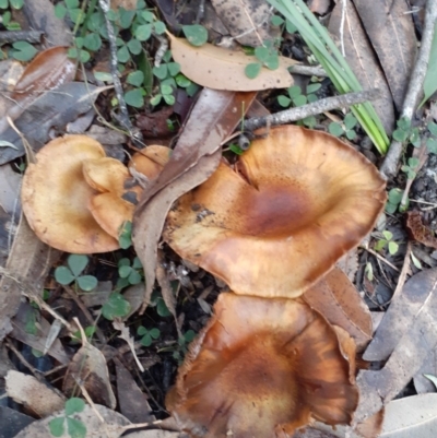 Cortinarius sp. (Cortinarius) at Callala Beach, NSW - 27 May 2020 by ADL