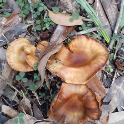 Cortinarius sp. (Cortinarius) at Callala Creek Bushcare - 27 May 2020 by ADL