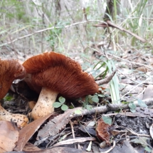 Cortinarius sp. at Callala Beach, NSW - 27 May 2020