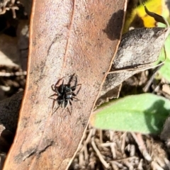 Jotus auripes (Jumping spider) at Namadgi National Park - 24 Jun 2020 by KMcCue