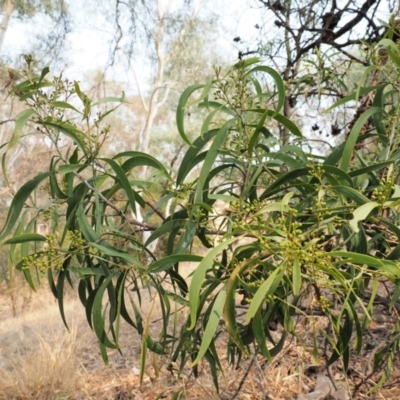 Acacia implexa (Hickory Wattle, Lightwood) at Belconnen, ACT - 14 Jan 2020 by KenT