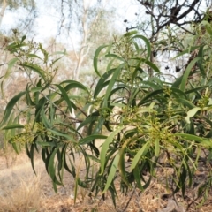 Acacia implexa (Hickory Wattle) at Belconnen, ACT - 13 Jan 2020 by KenT