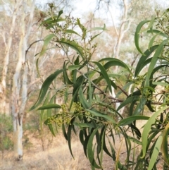 Acacia implexa at Belconnen, ACT - 14 Jan 2020