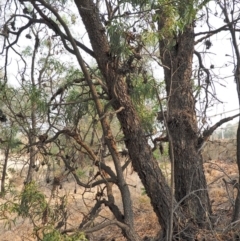 Acacia implexa at Belconnen, ACT - 14 Jan 2020