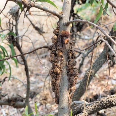 Uromycladium implexae at Belconnen, ACT - 13 Jan 2020 by KenT