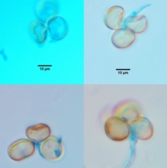 Uromycladium implexae at Belconnen, ACT - 14 Jan 2020