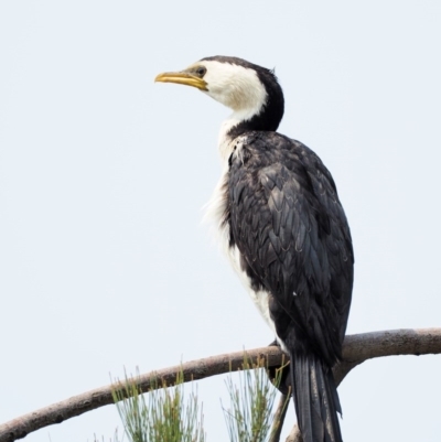 Microcarbo melanoleucos (Little Pied Cormorant) at Belconnen, ACT - 14 Jan 2020 by KenT