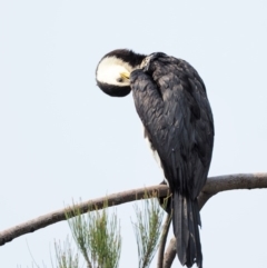 Microcarbo melanoleucos at Belconnen, ACT - 14 Jan 2020