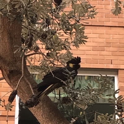 Zanda funerea (Yellow-tailed Black-Cockatoo) at Australian National University - 30 Jun 2020 by TimYiu