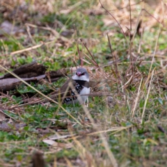 Stagonopleura guttata (Diamond Firetail) at Tharwa, ACT - 30 Jun 2020 by JohnHurrell