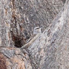 Climacteris picumnus victoriae (Brown Treecreeper) at Tharwa, ACT - 30 Jun 2020 by JohnHurrell
