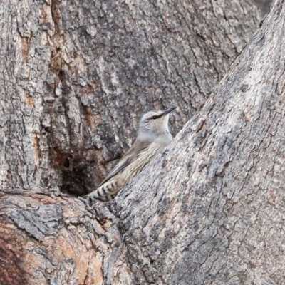 Climacteris picumnus (Brown Treecreeper) at Tharwa, ACT - 30 Jun 2020 by JohnHurrell