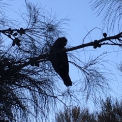 Calyptorhynchus lathami lathami (Glossy Black-Cockatoo) at Mount Majura - 25 Jun 2020 by JochenZeil