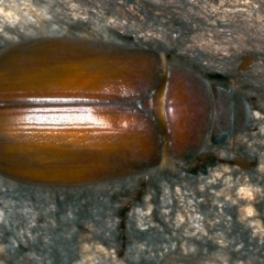 Colpochila sp. (genus) (Scarab or Chafer) at Mount Ainslie - 26 Nov 2019 by jb2602