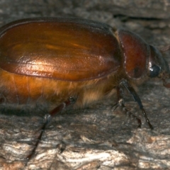 Colpochila sp. (genus) at Majura, ACT - 26 Nov 2019 09:37 PM