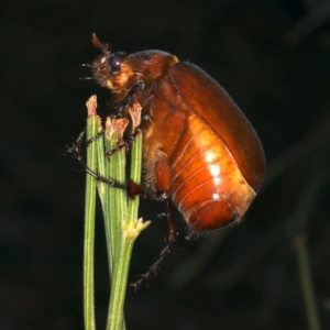 Colpochila sp. (genus) at Majura, ACT - 26 Nov 2019