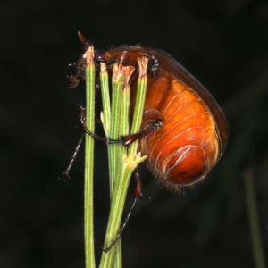 Colpochila sp. (genus) at Majura, ACT - 26 Nov 2019 09:37 PM