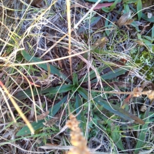 Plantago gaudichaudii at Giralang, ACT - 30 Jun 2020