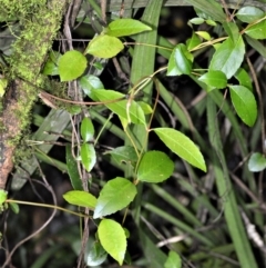 Aphanopetalum resinosum (Gum Vine) at Wingecarribee Local Government Area - 30 Jun 2020 by plants