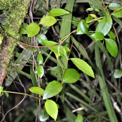 Aphanopetalum resinosum (Gum Vine) at Robertson Nature Reserve - 30 Jun 2020 by plants