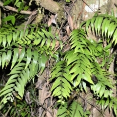 Arthropteris tenella (Climbing Fern) at Robertson Nature Reserve - 30 Jun 2020 by plants