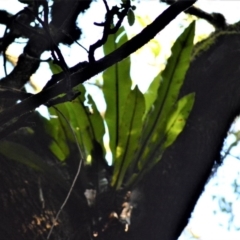 Asplenium australasicum (Bird's Nest Fern, Crow's Nest Fern) at Robertson - 30 Jun 2020 by plants