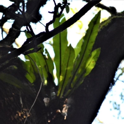 Asplenium australasicum (Bird's Nest Fern, Crow's Nest Fern) at Wingecarribee Local Government Area - 30 Jun 2020 by plants