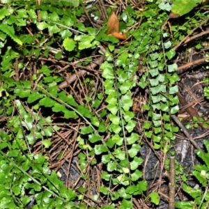 Asplenium flabellifolium at Robertson - 30 Jun 2020