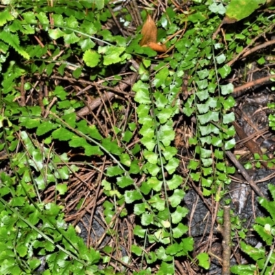 Asplenium flabellifolium (Necklace Fern) at Wingecarribee Local Government Area - 30 Jun 2020 by plants