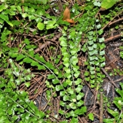 Asplenium flabellifolium (Necklace fern) at Wingecarribee Local Government Area - 30 Jun 2020 by plants