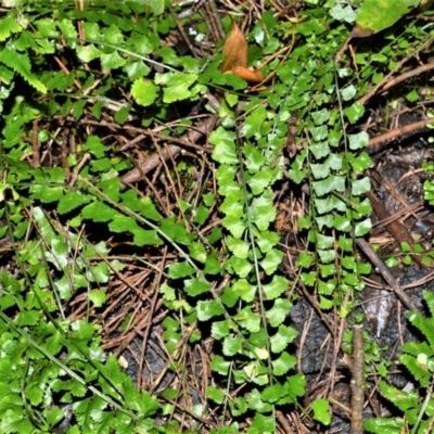 Asplenium flabellifolium (Necklace Fern) at Robertson - 30 Jun 2020 by plants