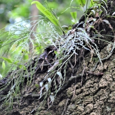 Asplenium flaccidum subsp. flaccidum (Weeping Spleenwort) at Wingecarribee Local Government Area - 30 Jun 2020 by plants