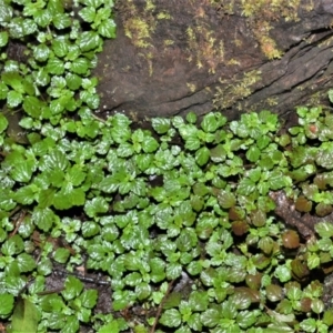 Australina pusilla at Robertson, NSW - 30 Jun 2020