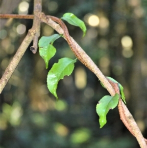 Celastrus australis at Robertson - 30 Jun 2020