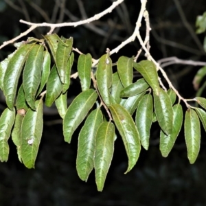 Celastrus australis at Robertson - 30 Jun 2020