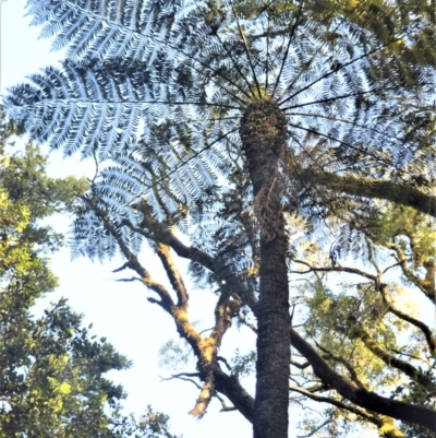 Cyathea australis subsp. australis (Rough Tree Fern) at Robertson, NSW - 30 Jun 2020 by plants
