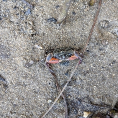 Heloecius cordiformis at Narrawallee, NSW - 30 Jun 2020 by DonnaH