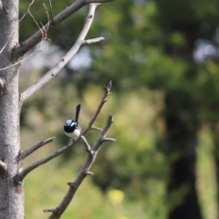 Malurus cyaneus (Superb Fairywren) at Mount Painter - 30 Jun 2020 by Tammy