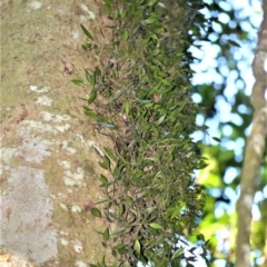 Dockrillia pugioniformis (Dagger Orchid) at Wingecarribee Local Government Area - 30 Jun 2020 by plants