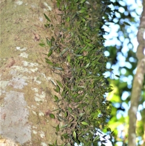 Dockrillia pugioniformis at Robertson - 30 Jun 2020