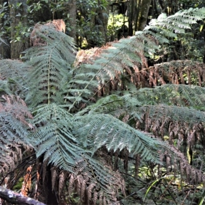 Dicksonia antarctica (Soft Treefern) at Robertson Nature Reserve - 30 Jun 2020 by plants