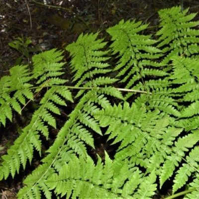 Diplazium australe (Austral Lady Fern) at Wingecarribee Local Government Area - 30 Jun 2020 by plants