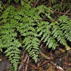 Histiopteris incisa (Bat's wing fern) at Wingecarribee Local Government Area - 30 Jun 2020 by plants